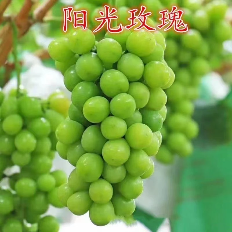 阳光玫瑰巨峰葡萄树苗嫁接盆栽带原土果树苗南北方种植苖当年结果