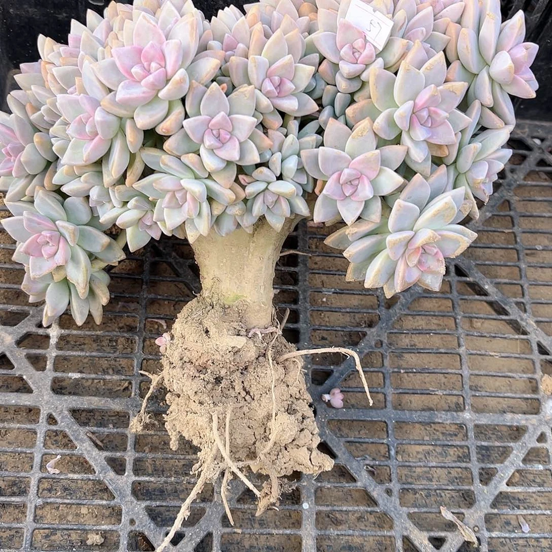 57号淡雪缀化有瑕疵