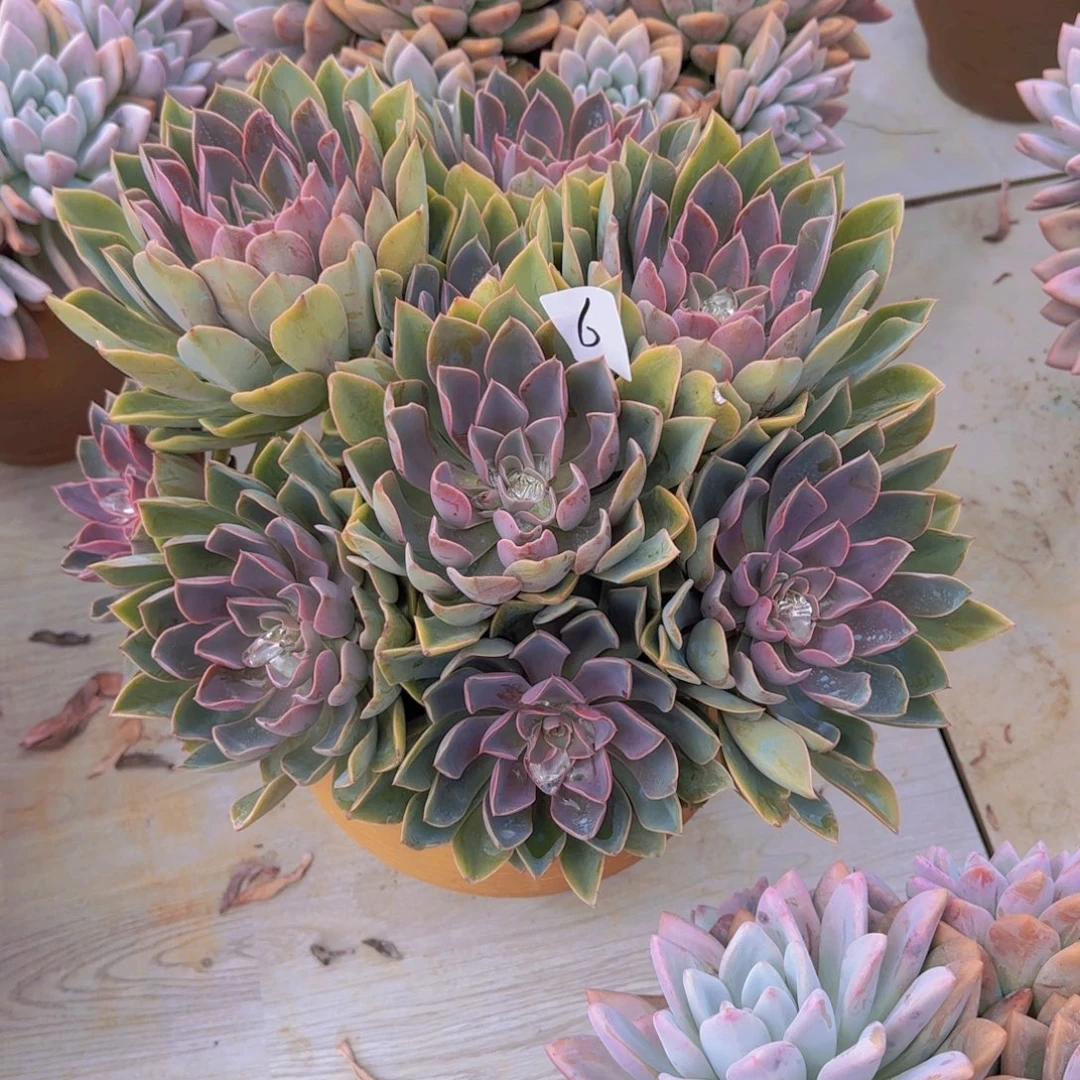 6紫气东来多日植物发快递