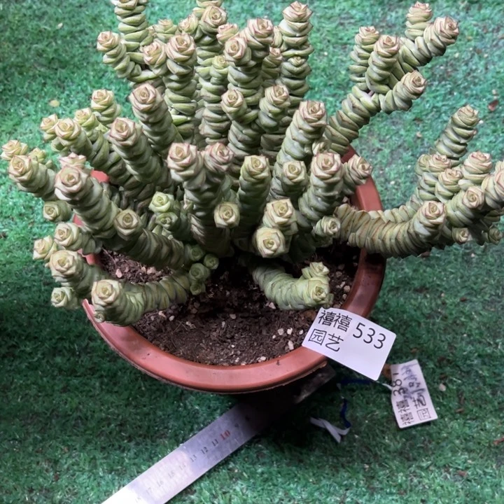 幸**开533钱串多肉植物
