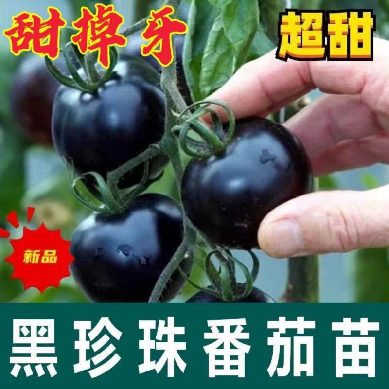 黑珍珠新品黑色番茄樱桃高产圣女果苗水果果季西红柿阳台四季盆栽