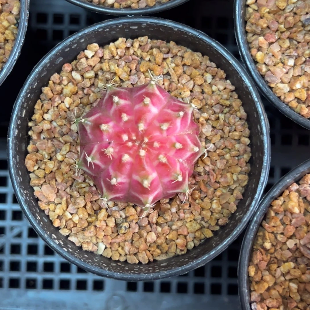 实生轮回脱土发货25