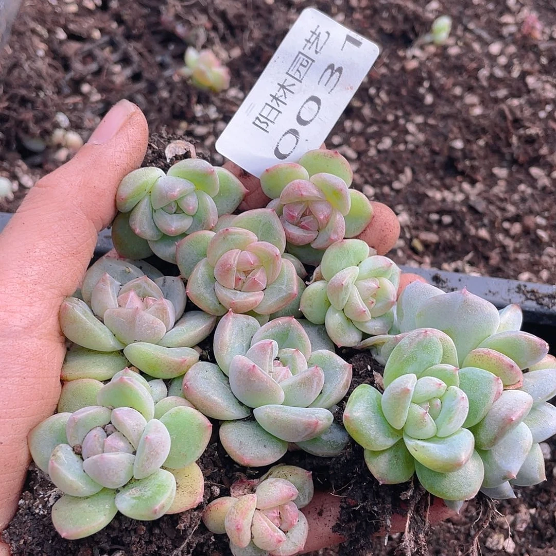 多肉植物多肉植物31