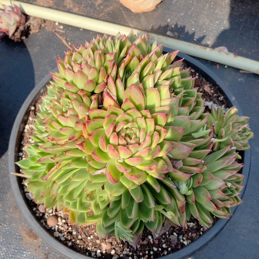 绿水晶。   28。