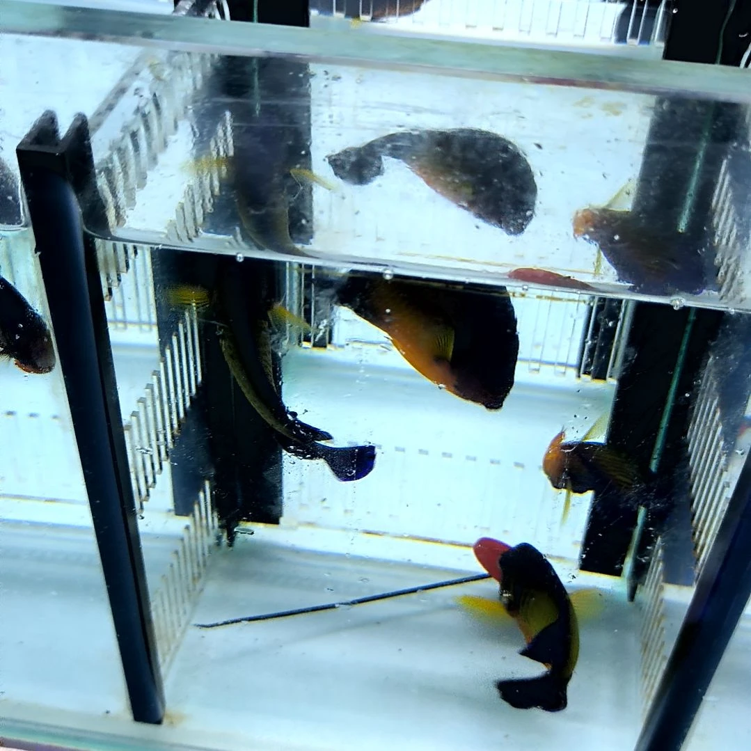 海水鱼蓝闪电9-96-03