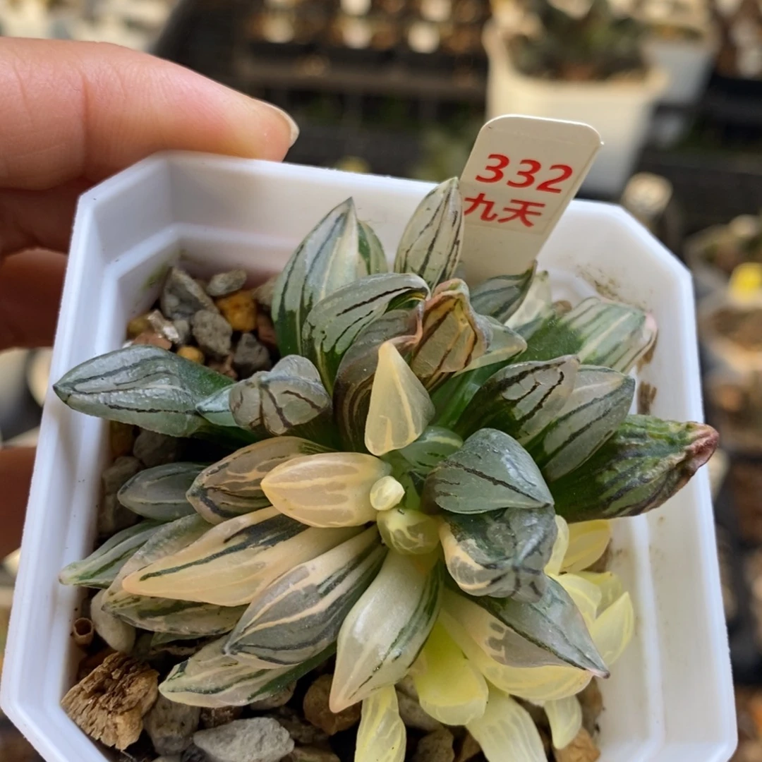 332号西瓜锦多肉锦