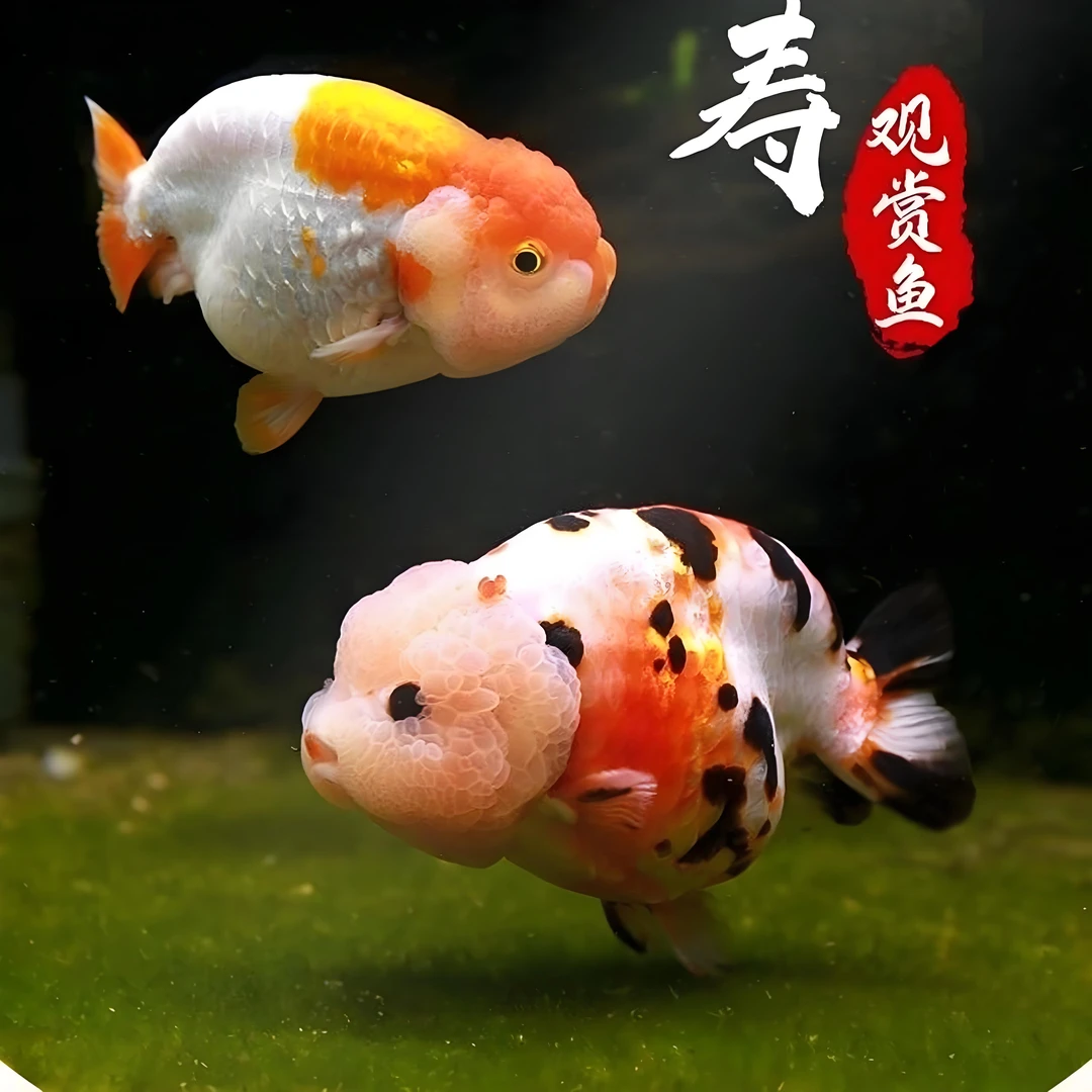 栗子家 渔场直售兰寿泰狮鱼苗易养耐活