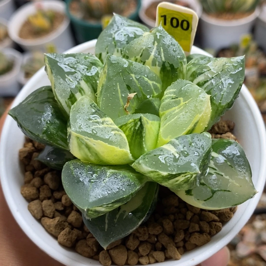 100摩迪卡锦一物一拍