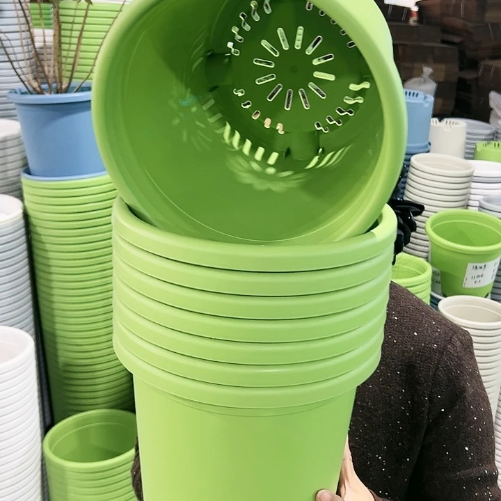 特价4号四季口25高21.5果绿无托8只