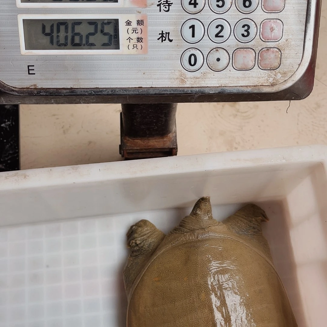 中国大陆野生甲鱼包邮包活