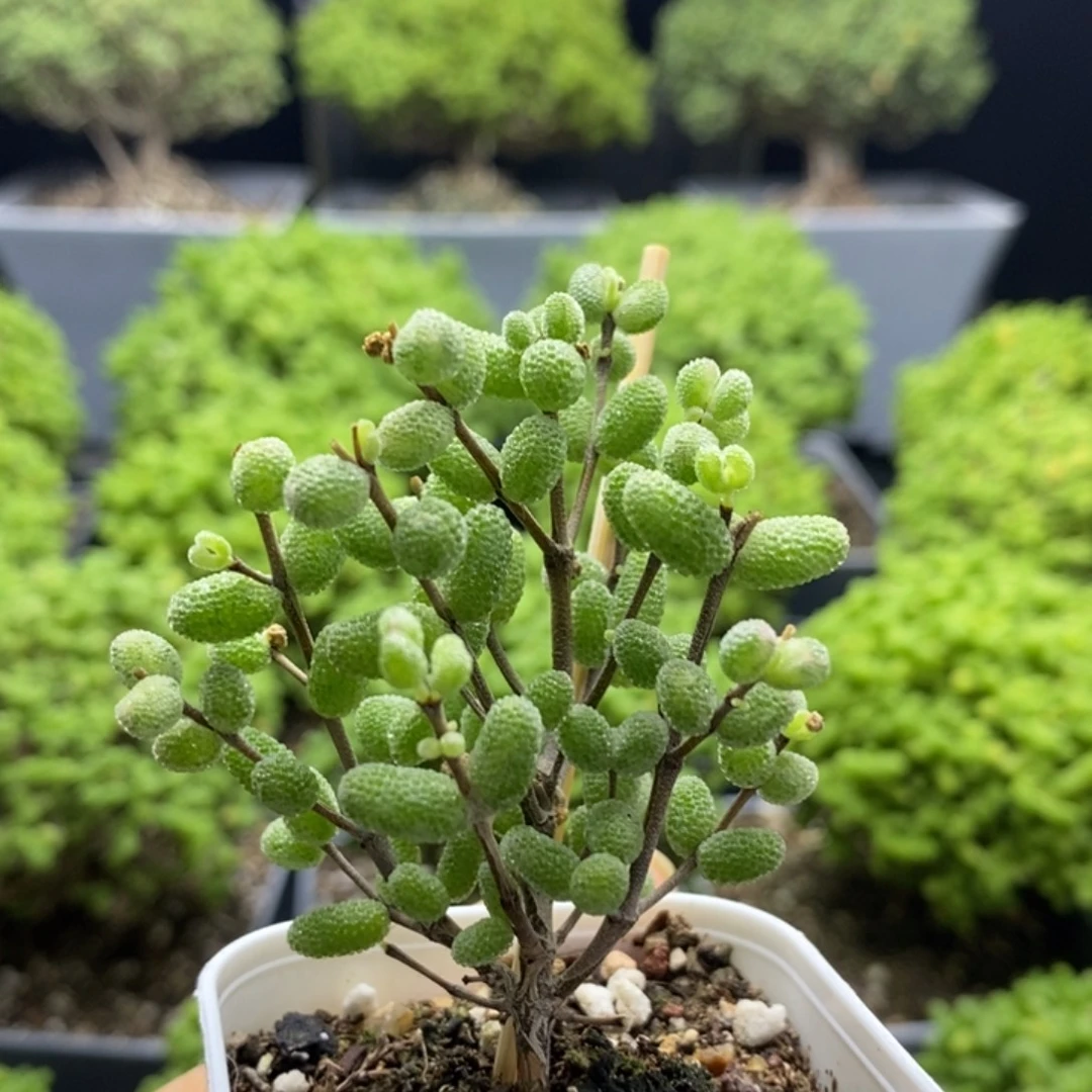 白虎斑锦糖球7741枝干番杏