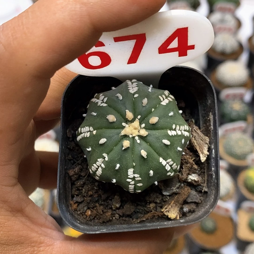 674福利特价咯啦了