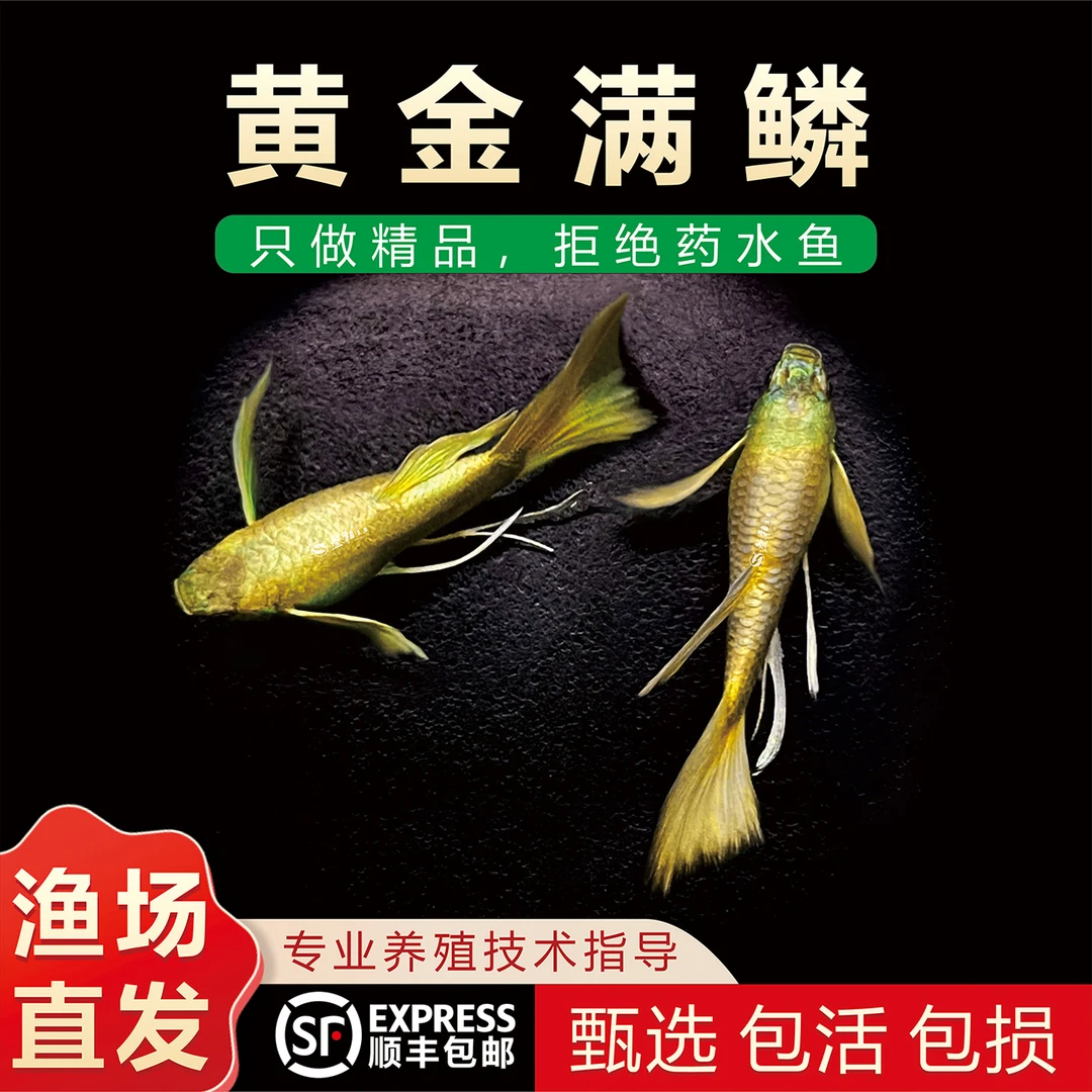 满鳞黄金精品孔雀鱼金丝缎带小型观赏鱼进口原线高端孔雀鱼观赏鱼
