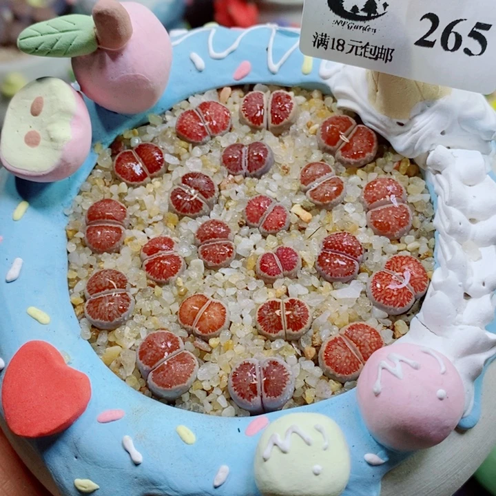 布***4生石花花花花花花花265裸