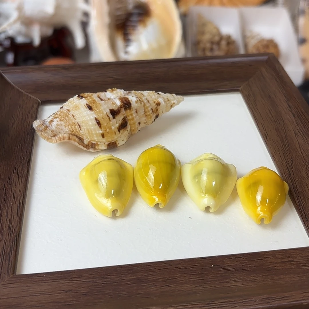 危***孩天然海螺贝壳黄宝螺