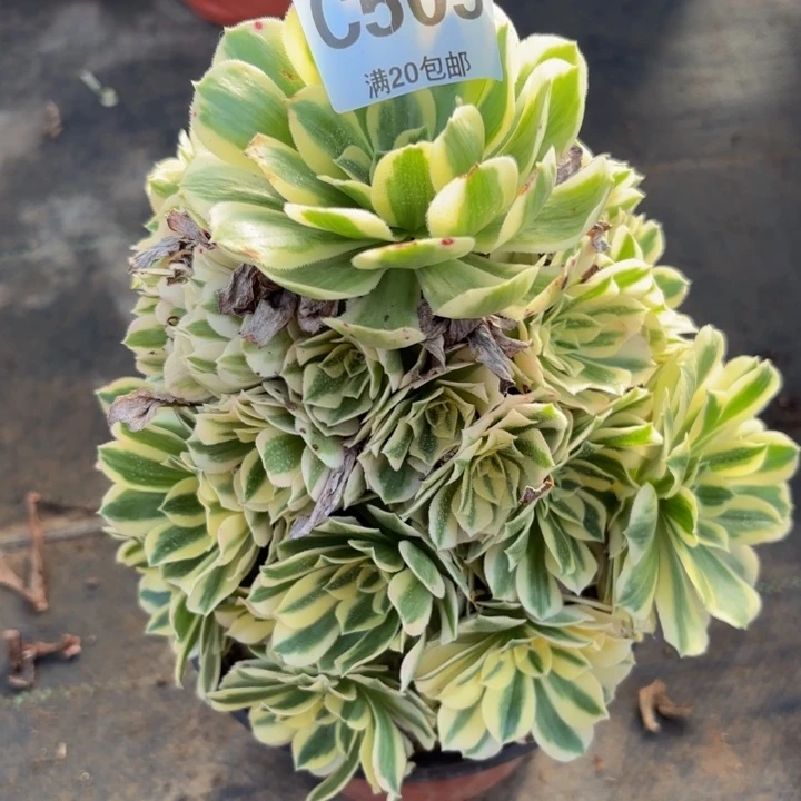 瑞妈多肉园艺，505.