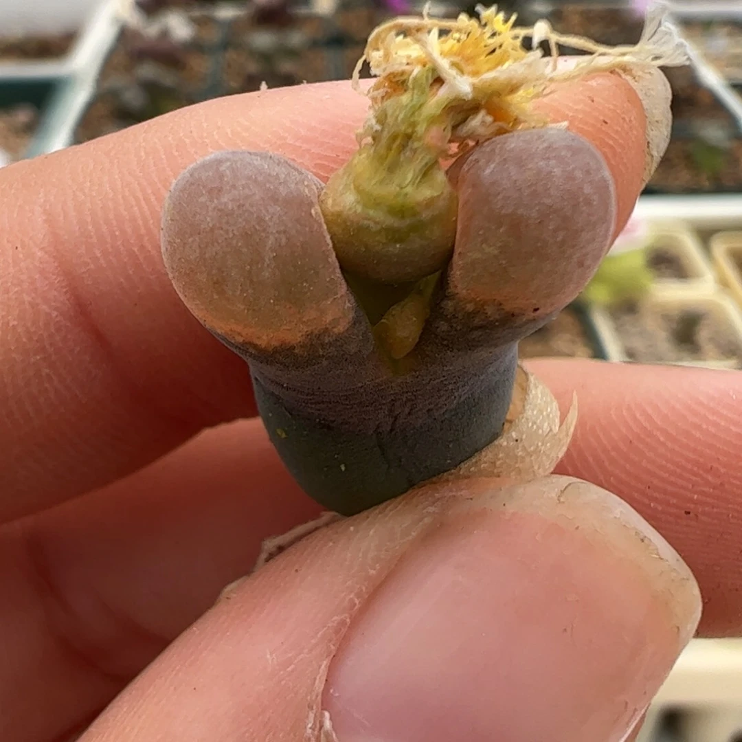 667 好看的多肉冲冲冲