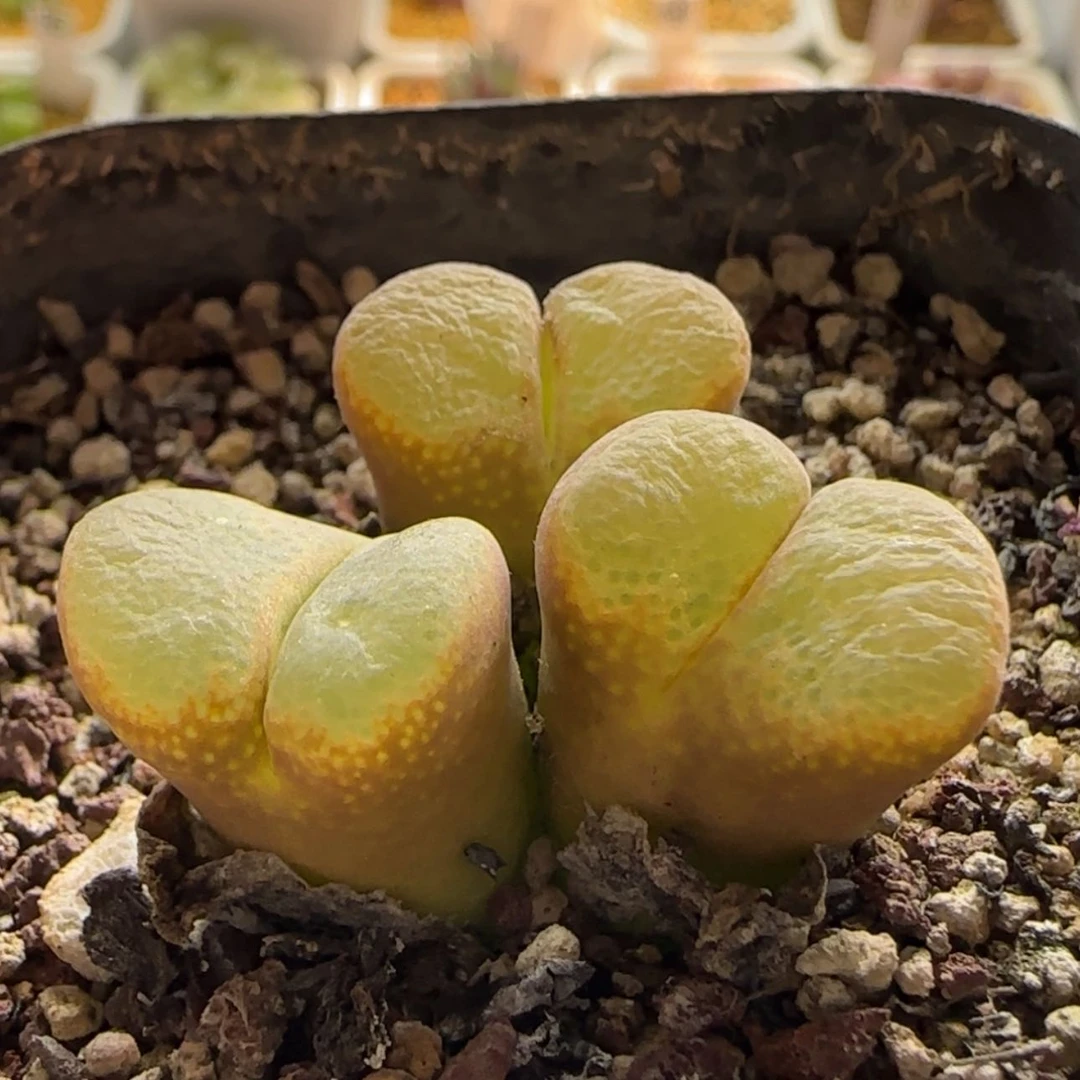 【闪购商品】1341 当天28包邮非偏远