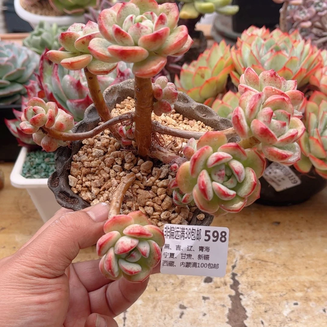 598香草德华多肉