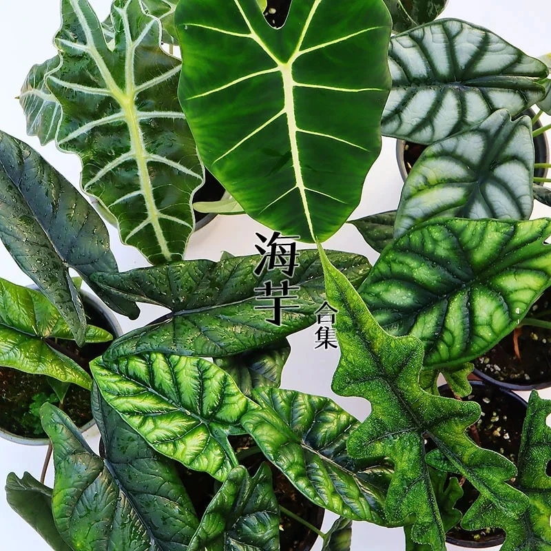 【热带植物】绿天鹅蔓绿绒海芋好养绿植花卉室外植物美观快乐叶子