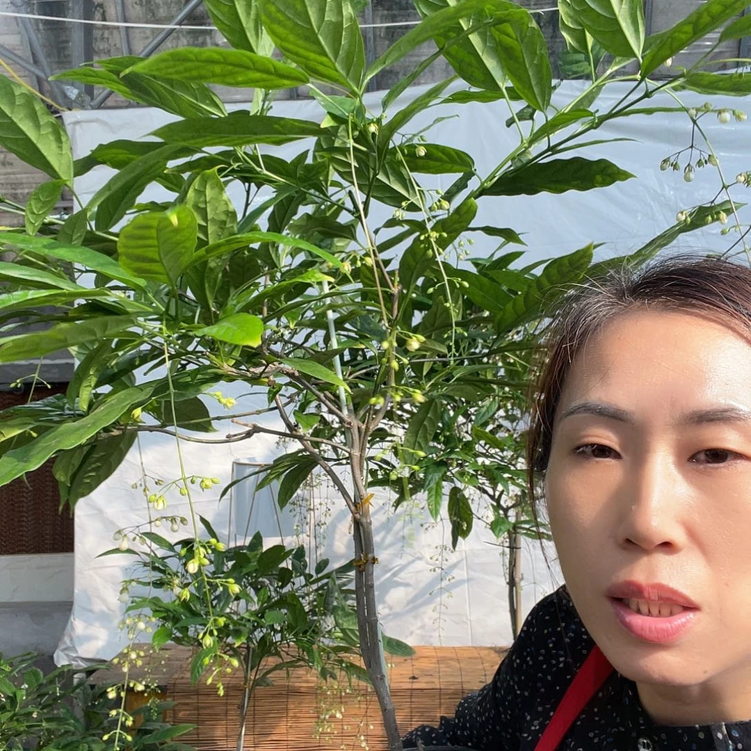 无花朵垂丝茉莉大颗一盆