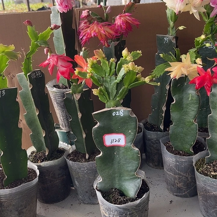 小***豆当前无花朵，栽培后可花朵028