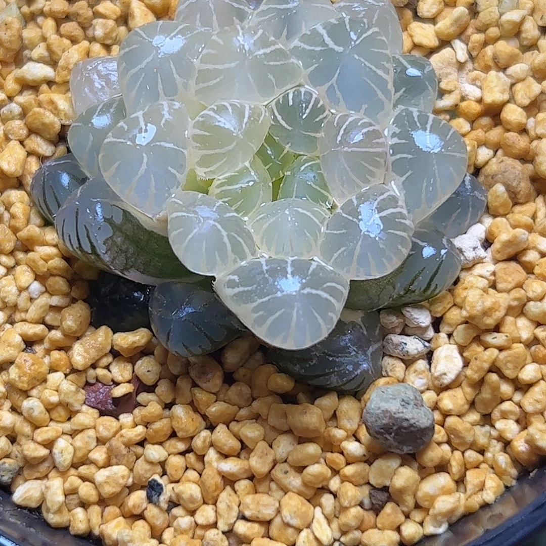 糊斑冰灯锦十二卷