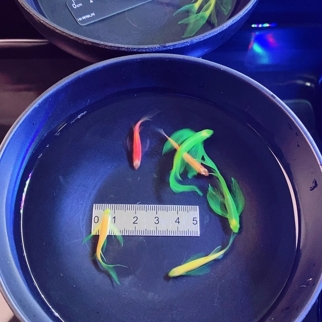 斑马鱼蝶翼斑马3色混搭共6个，2个大种鱼