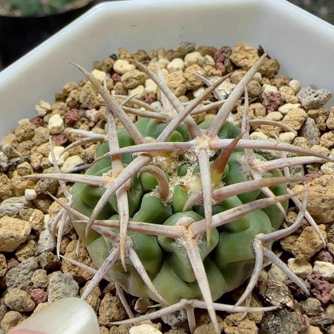 实生碧岩玉多肉福利