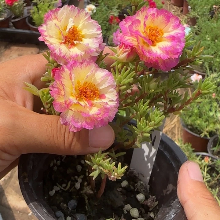 无花朵量拍纸醉金迷超小苗盆口10cm