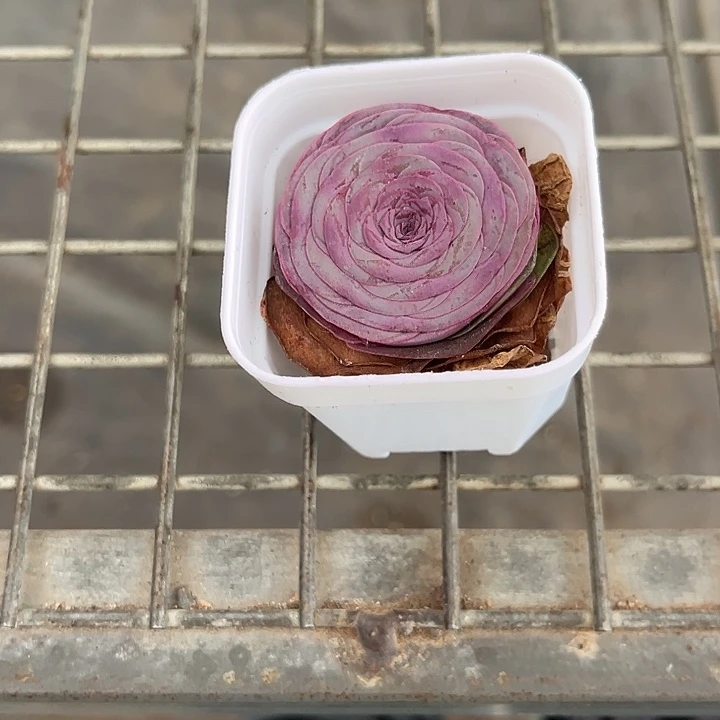 我也不知道我为什么要这样对