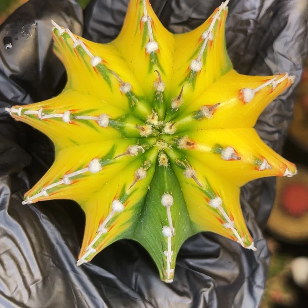 极品 后续可长全 一物一拍