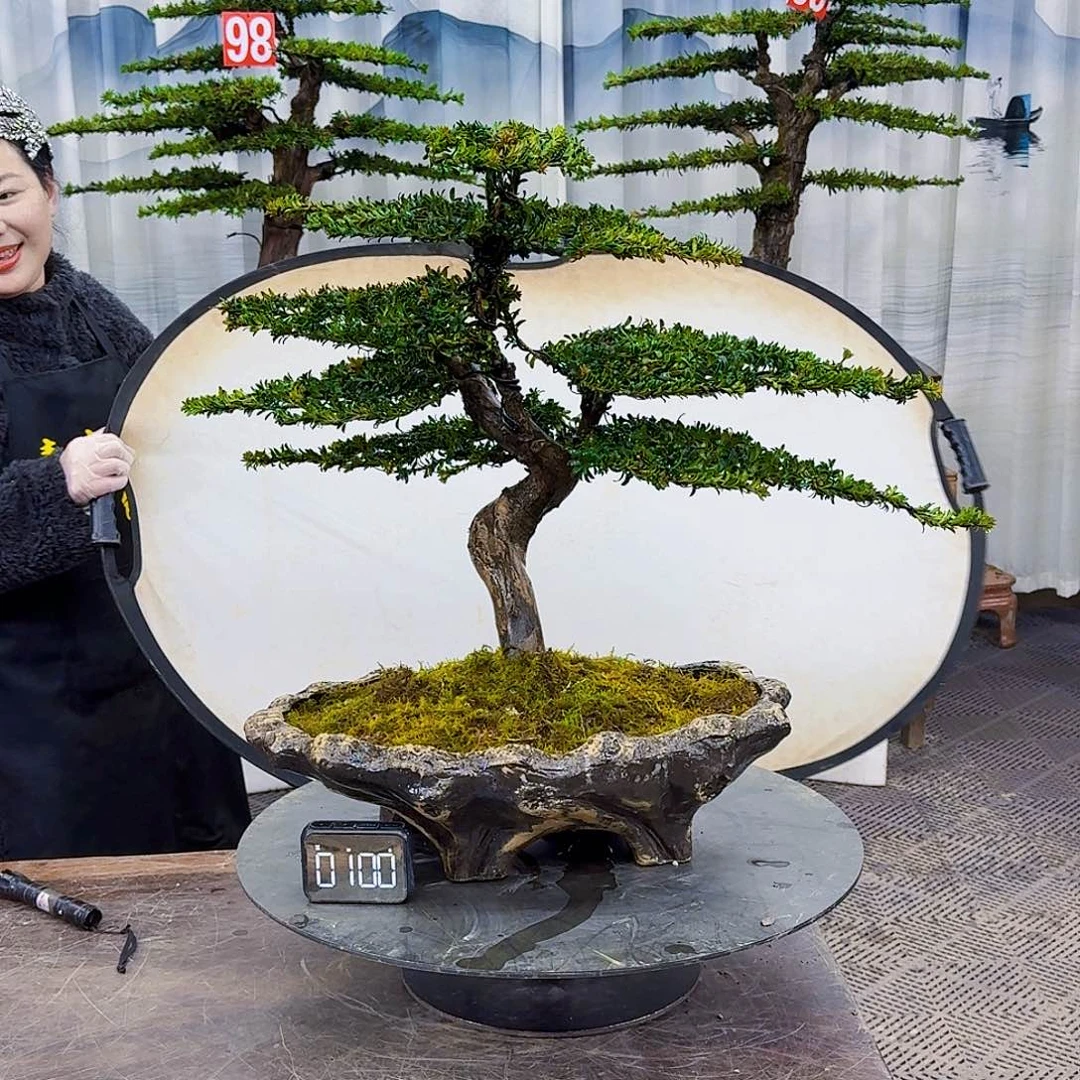 无花朵罗汉松888888808