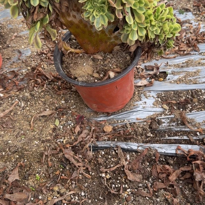 用***2刘大姐的日常，寄养发货