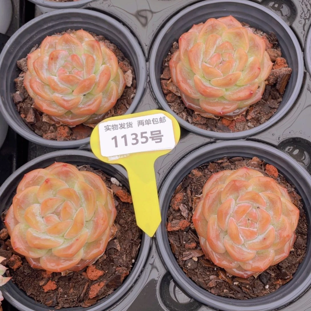 1135号 珍妮琥珀捡漏一个