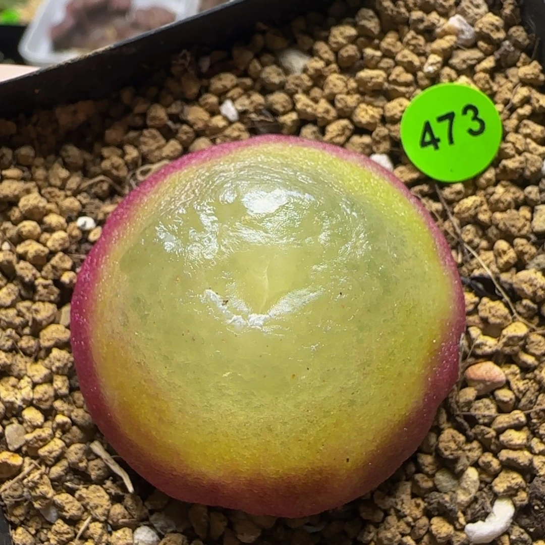 灯泡3.8多肉植物473