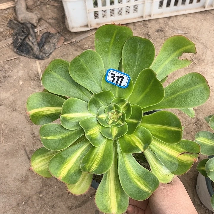 一物一拍多肉暴君377