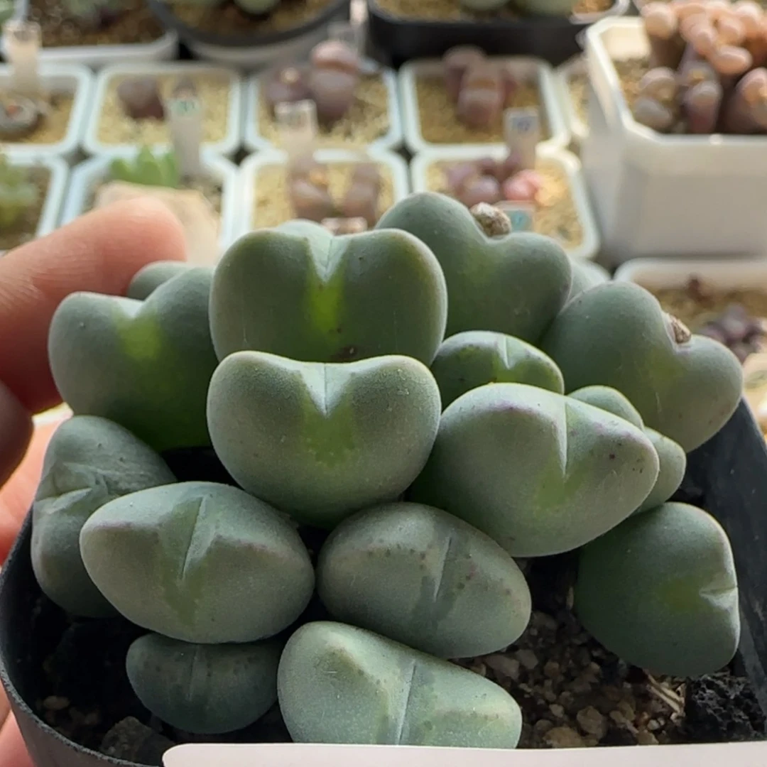 【闪购商品】0478毛将群生