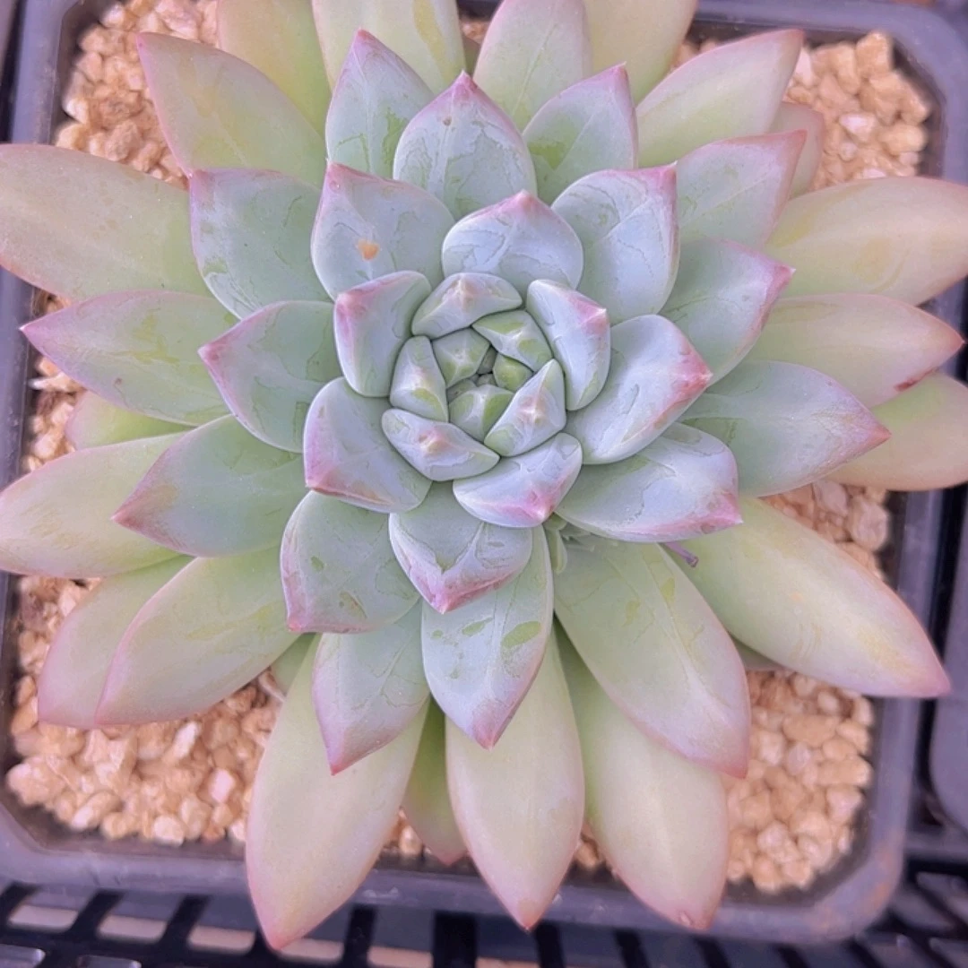 崭***粉美人杂多肉1111111