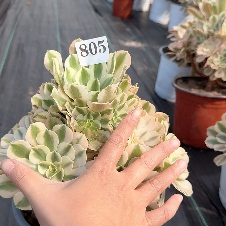 粉女巫大师一颗805