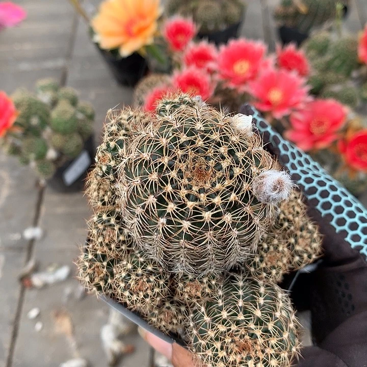 6133 侧芽自根丽花6厘米盆