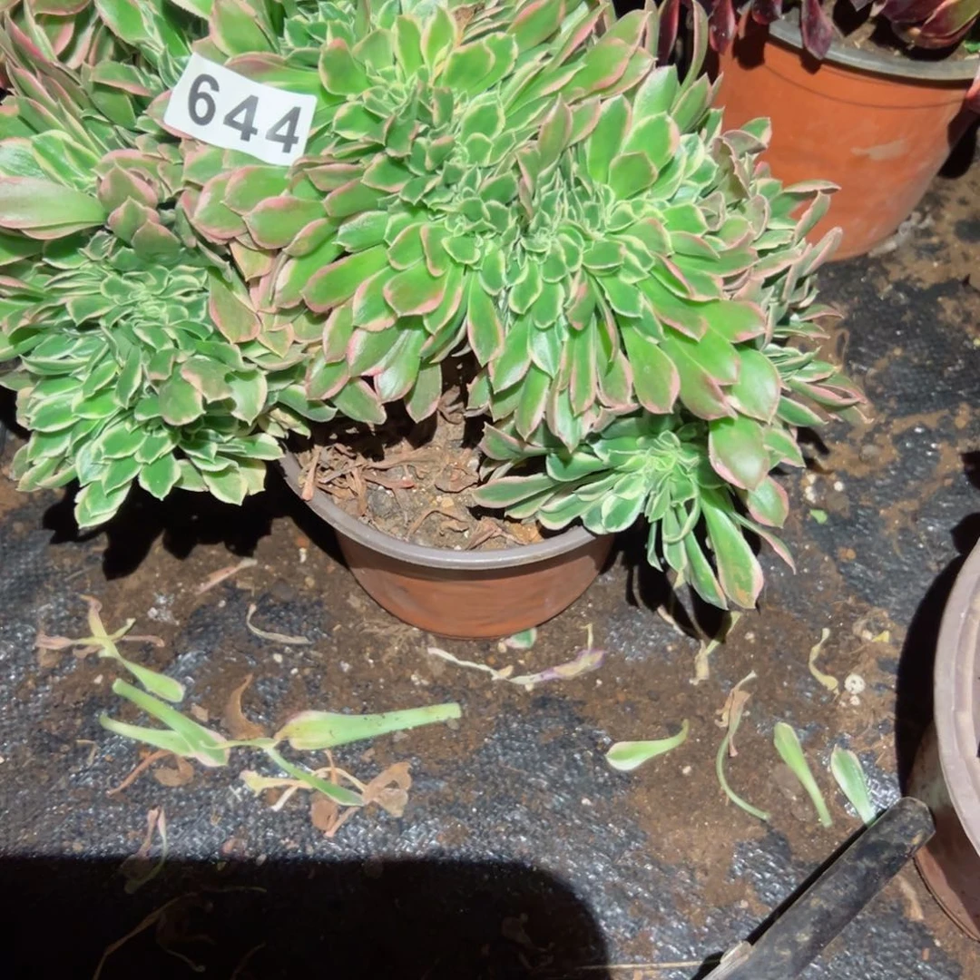 644 号法师多肉植物新年快乐