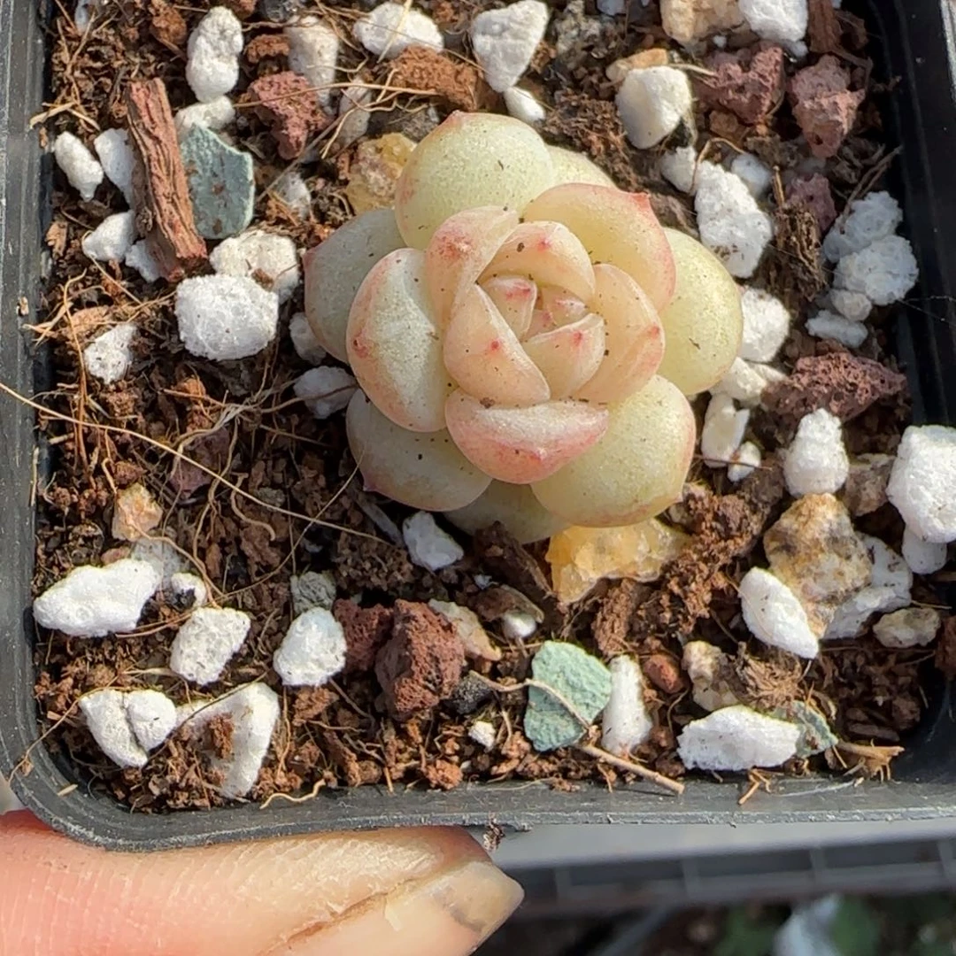 多肉小卡拉米糖心一物一拍