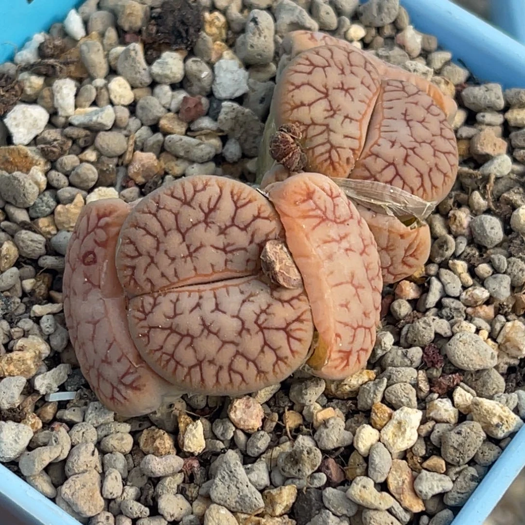 8716双头红曲一颗