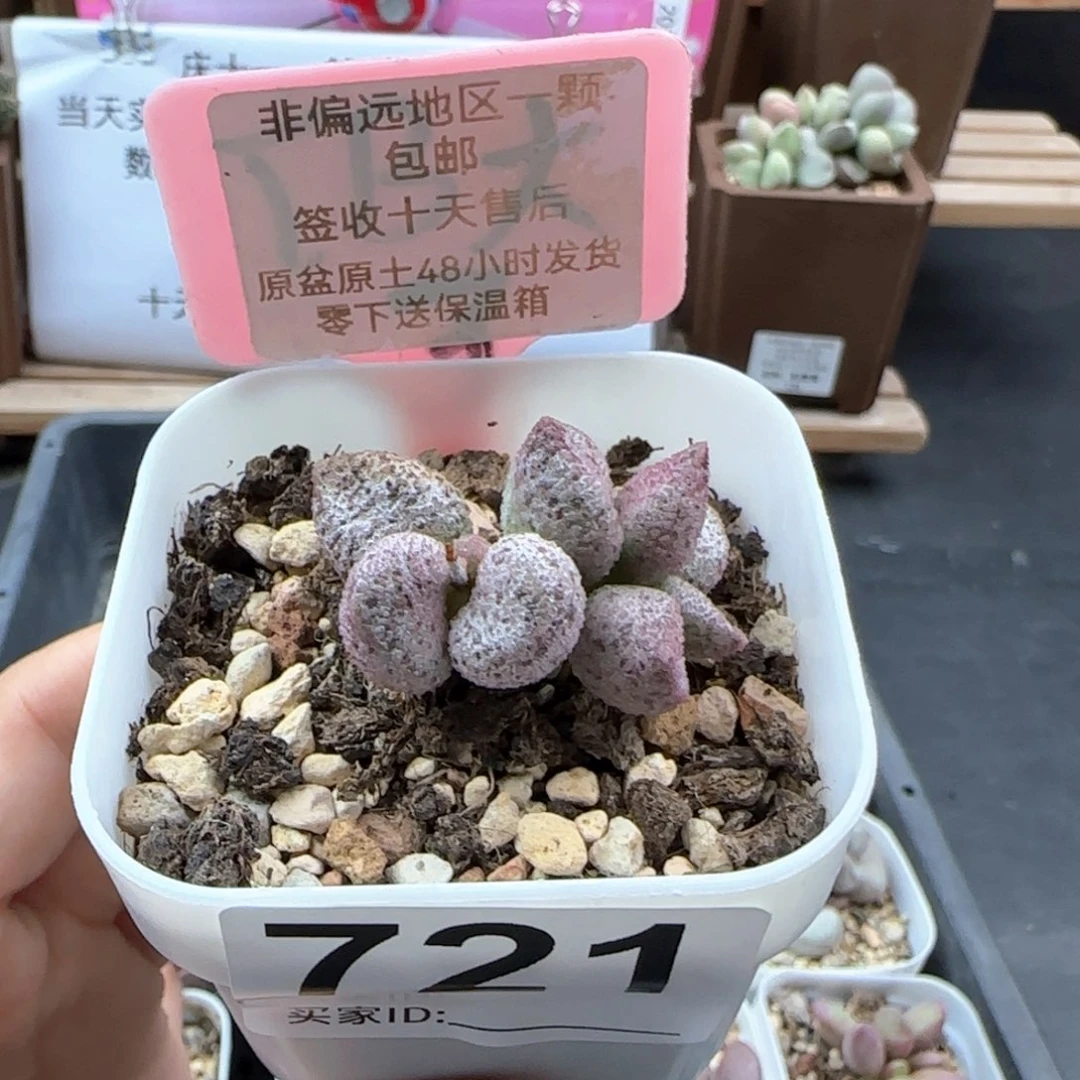 721冰晶蛇皮多肉