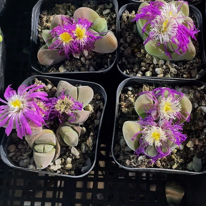 无比玉2.8带盆土