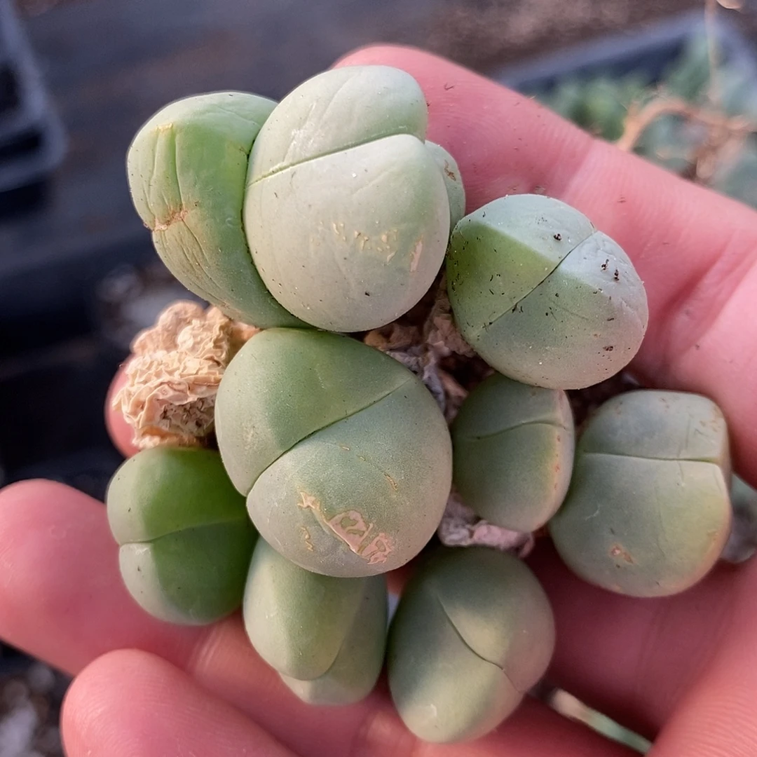 四头以上鲨鱼嘴一群。