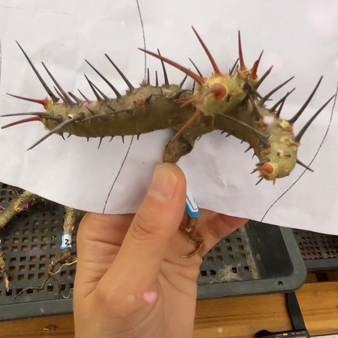 优选产地刺月界，福利