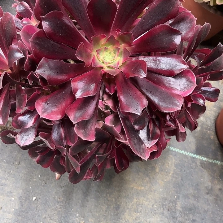 多肉植物美杜莎锦…………