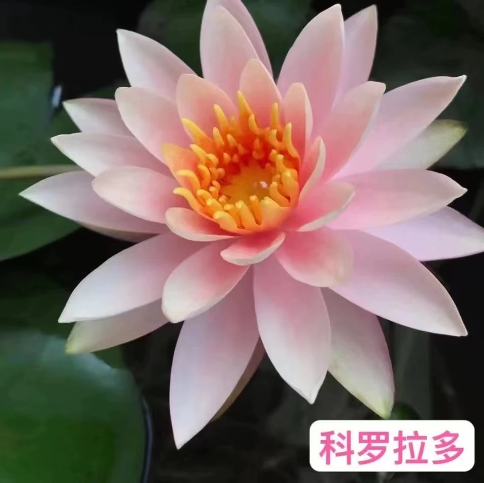 科罗中型带花苞耐寒型四季水培植物四季花水缸